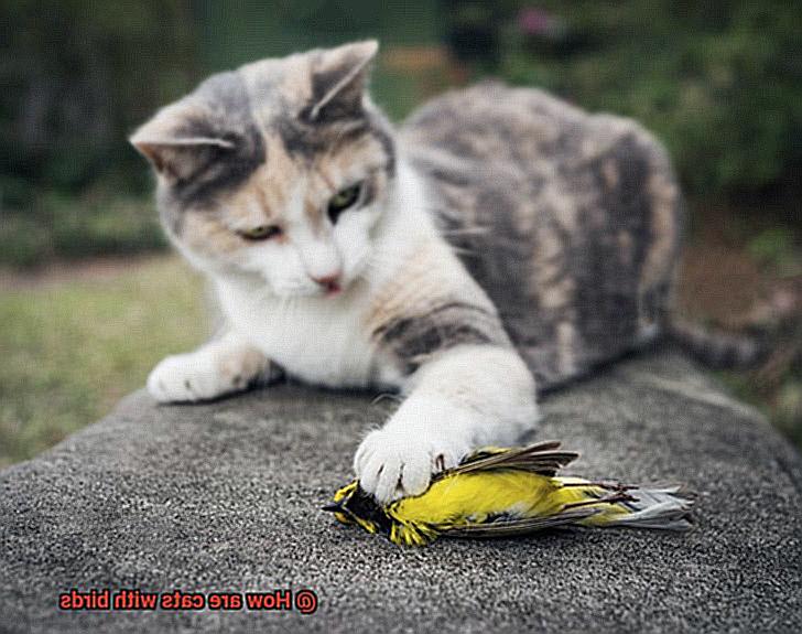 How are cats with birds-2