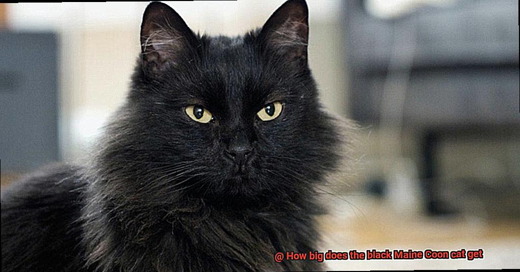 How big does the black Maine Coon cat get-3