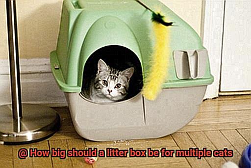 How big should a litter box be for multiple cats-2