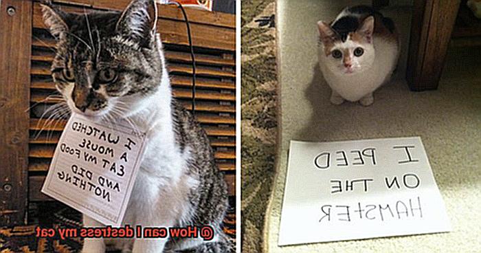 How can I destress my cat-3