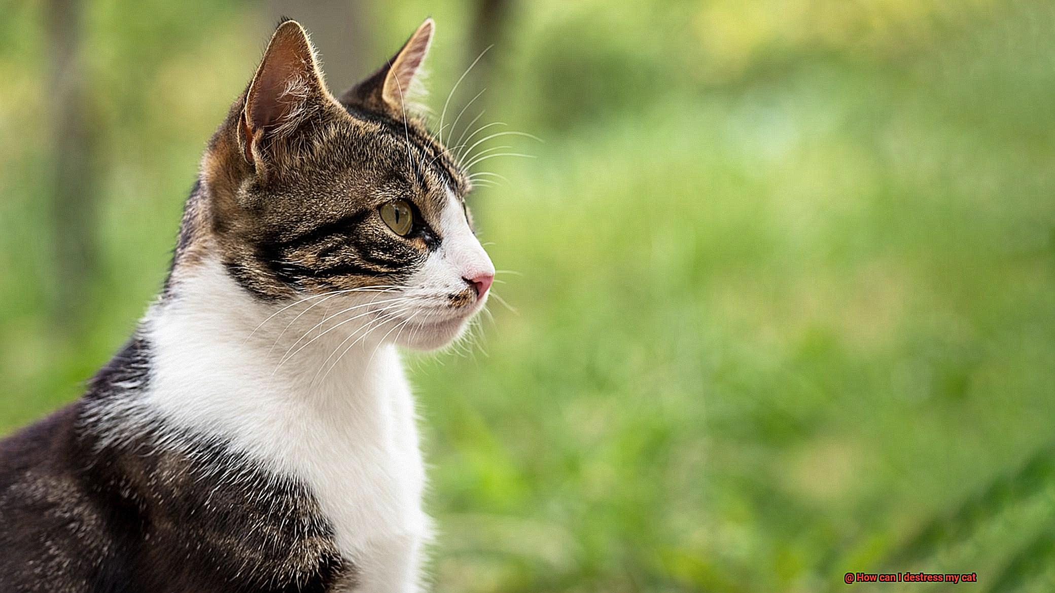 How can I destress my cat-5