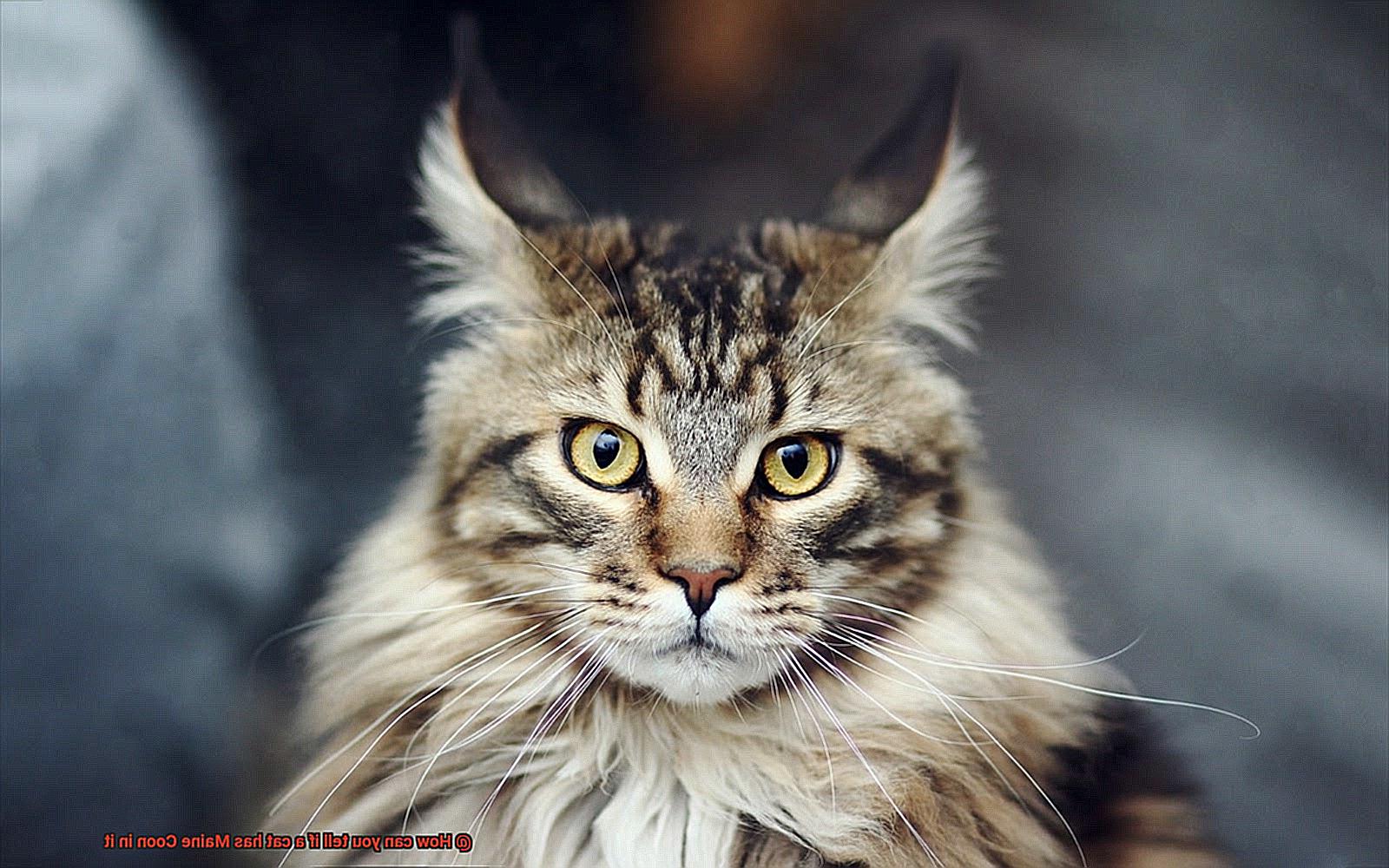 How can you tell if a cat has Maine Coon in it-4