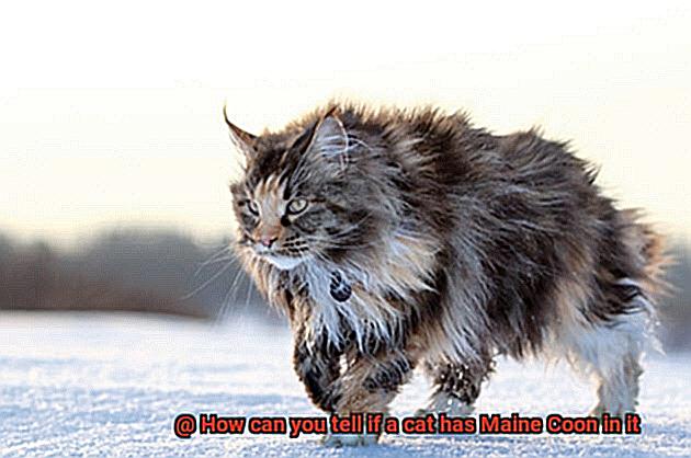 How can you tell if a cat has Maine Coon in it-3