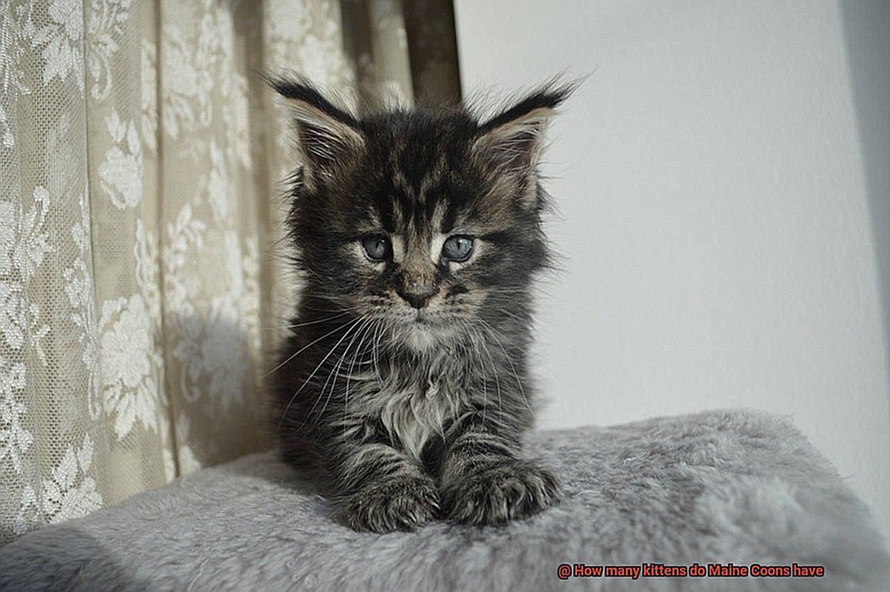 How many kittens do Maine Coons have-5