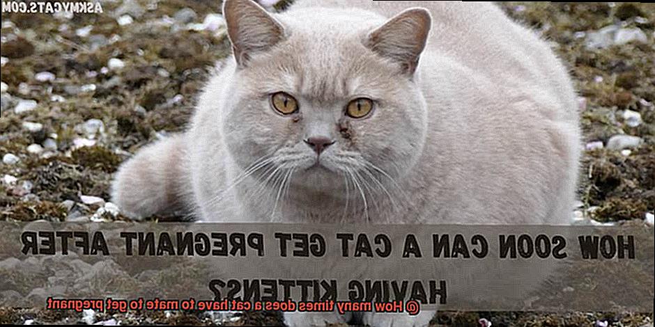 How many times does a cat have to mate to get pregnant-3