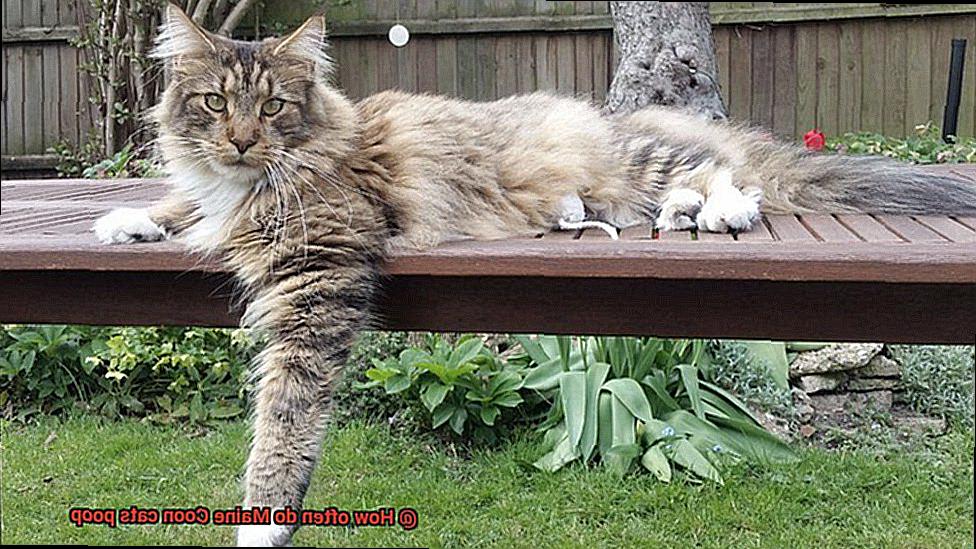 How often do Maine Coon cats poop-4