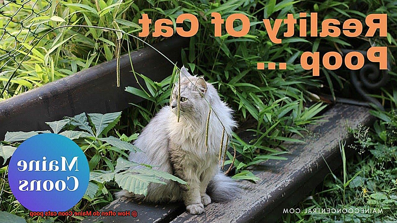 How often do Maine Coon cats poop-2