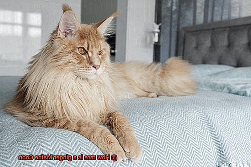 How rare is a ginger Maine Coon-3