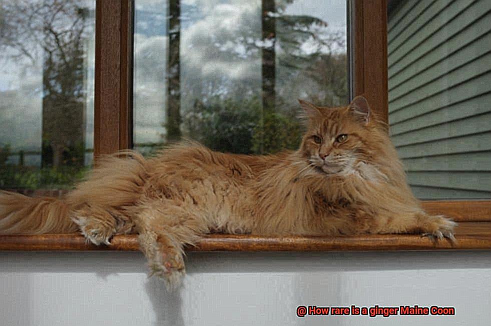 How rare is a ginger Maine Coon-2