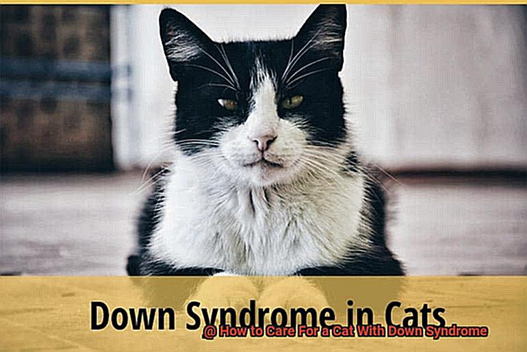 How to Care For a Cat With Down Syndrome-4