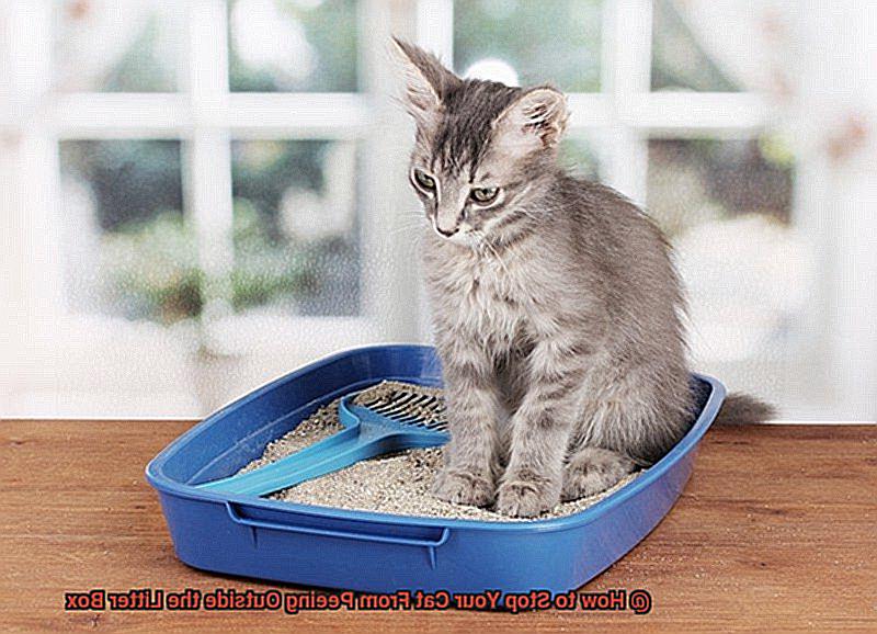How to Stop Your Cat From Peeing Outside the Litter Box-2