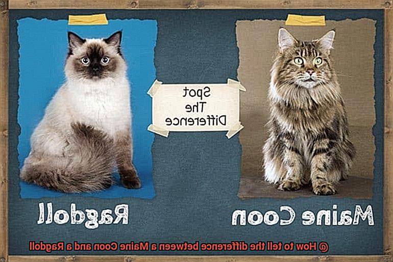 How to tell the difference between a Maine Coon and a Ragdoll-5
