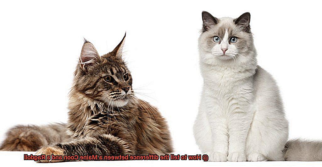 How to tell the difference between a Maine Coon and a Ragdoll-6