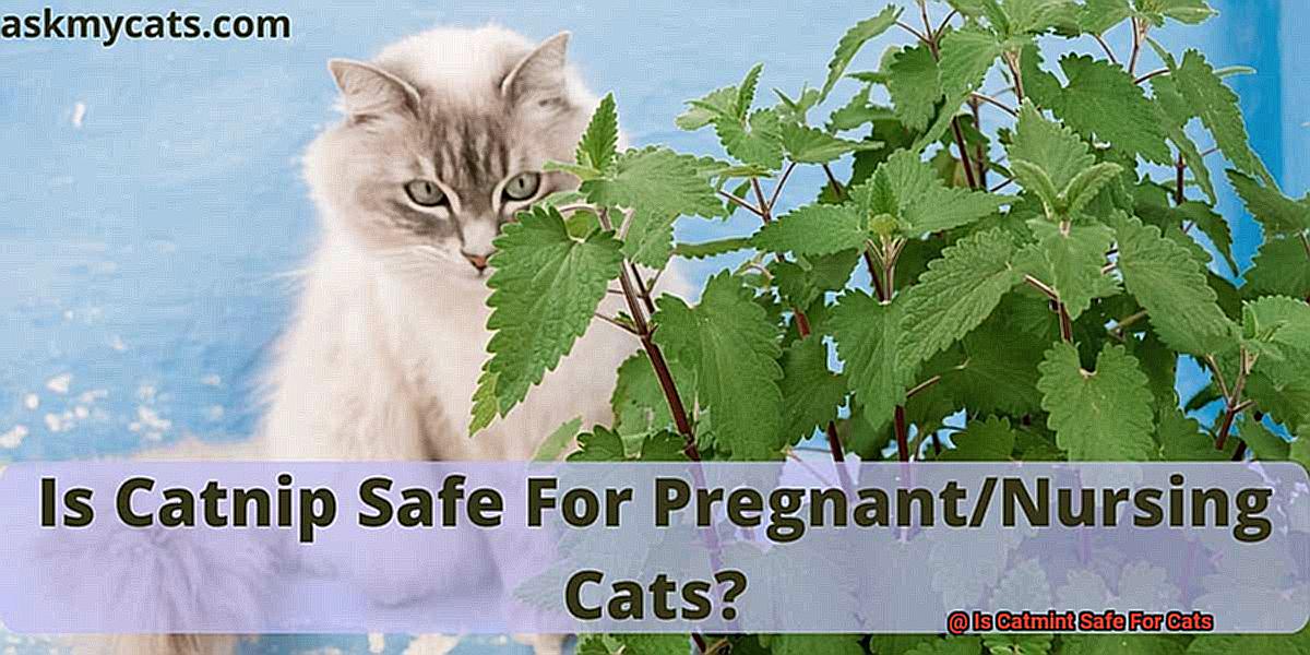 Is Catmint Safe For Cats-5