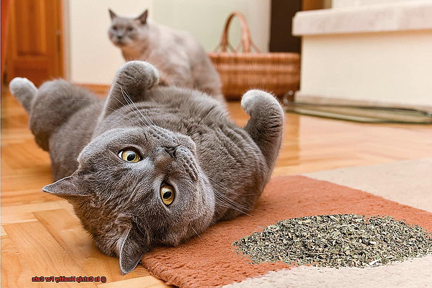 Is Catnip Healthy For Cats-3