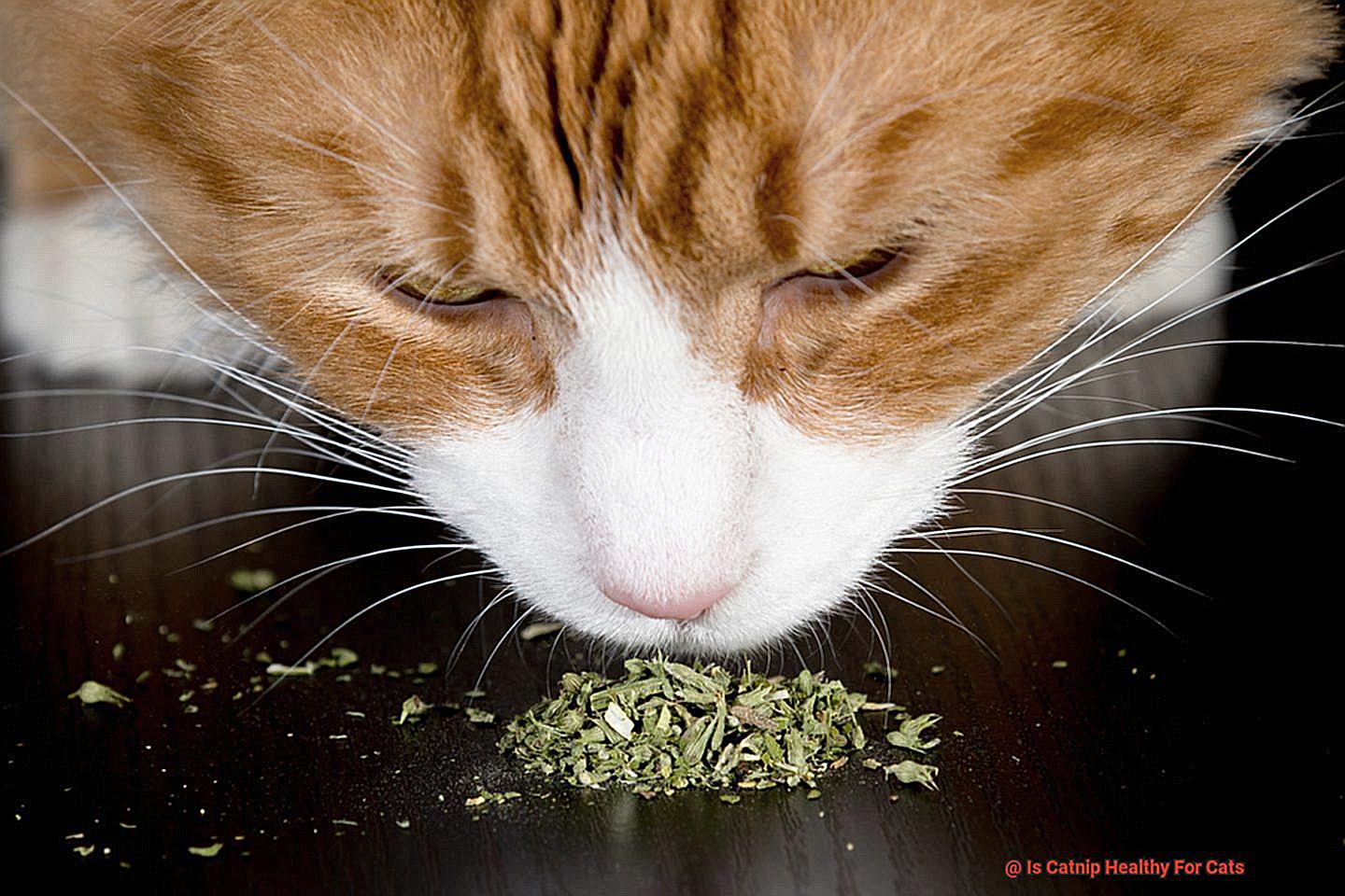 Is Catnip Healthy For Cats-2