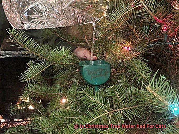 Is Christmas Tree Water Bad For Cats-4