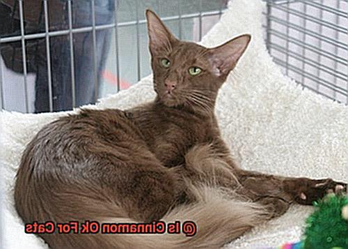 Is Cinnamon Ok For Cats-3