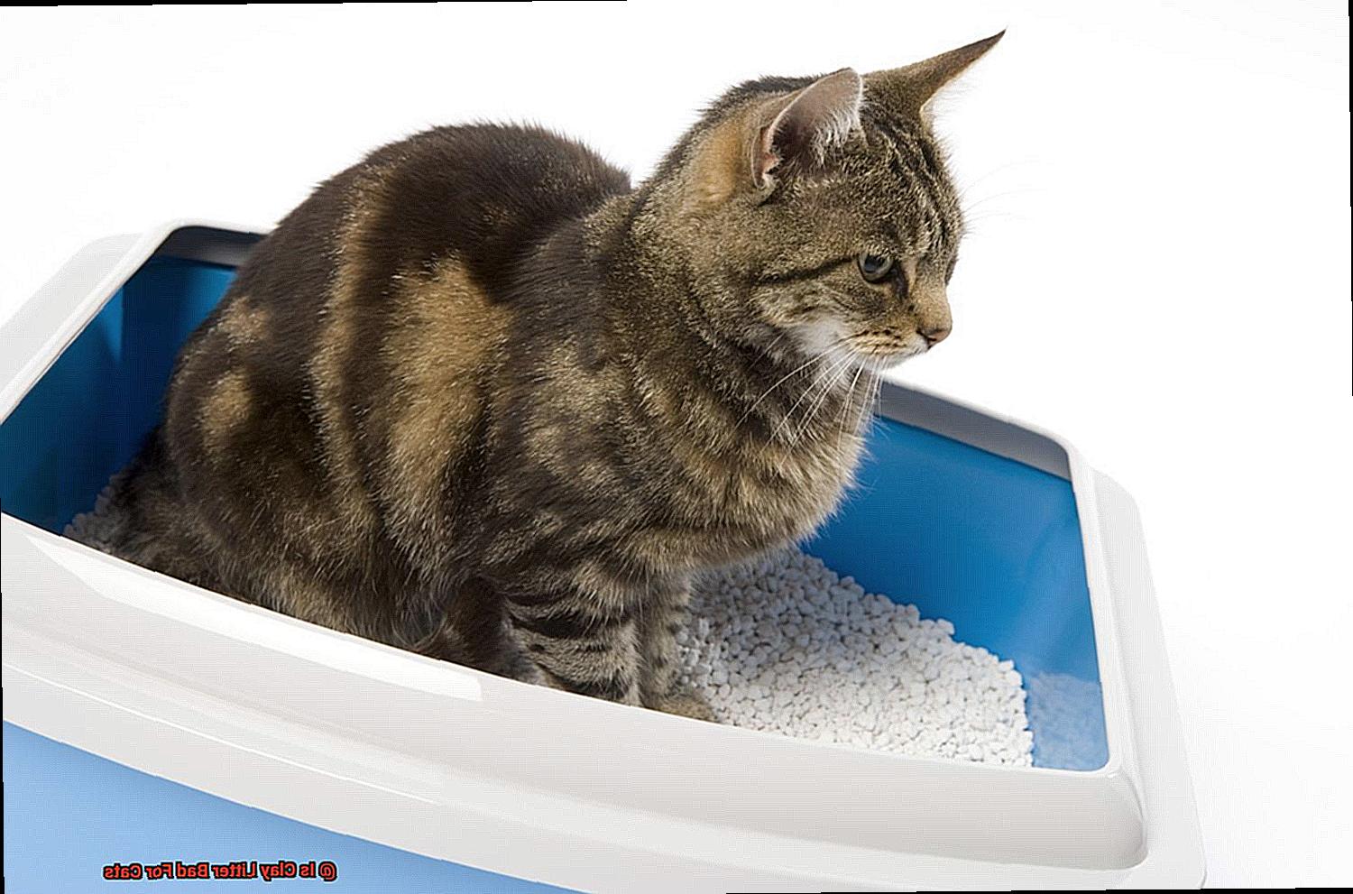 Is Clay Litter Bad For Cats-2