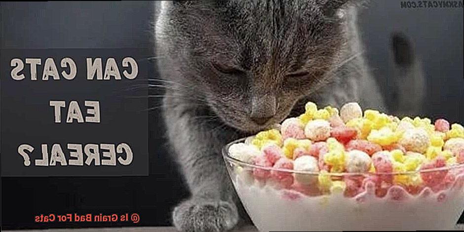 Is Grain Bad For Cats-4