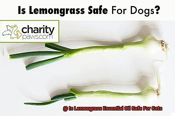 Is Lemongrass Essential Oil Safe For Cats-4