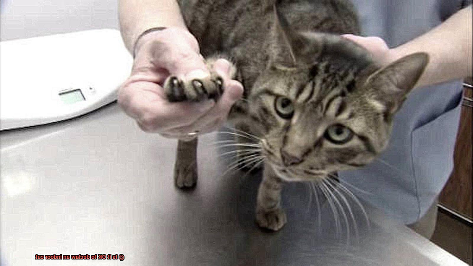 Is it OK to declaw an indoor cat-3