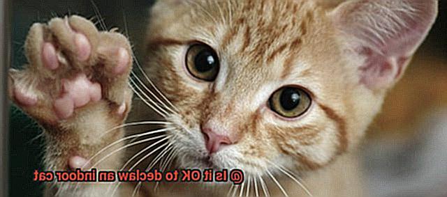 Is it OK to declaw an indoor cat-4