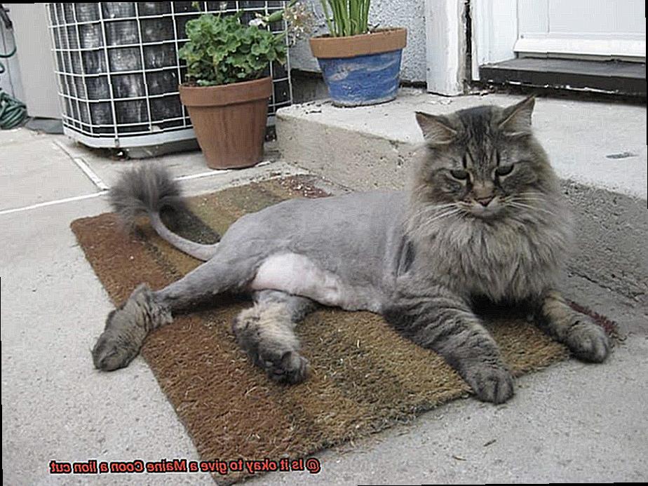 Is it okay to give a Maine Coon a lion cut-2