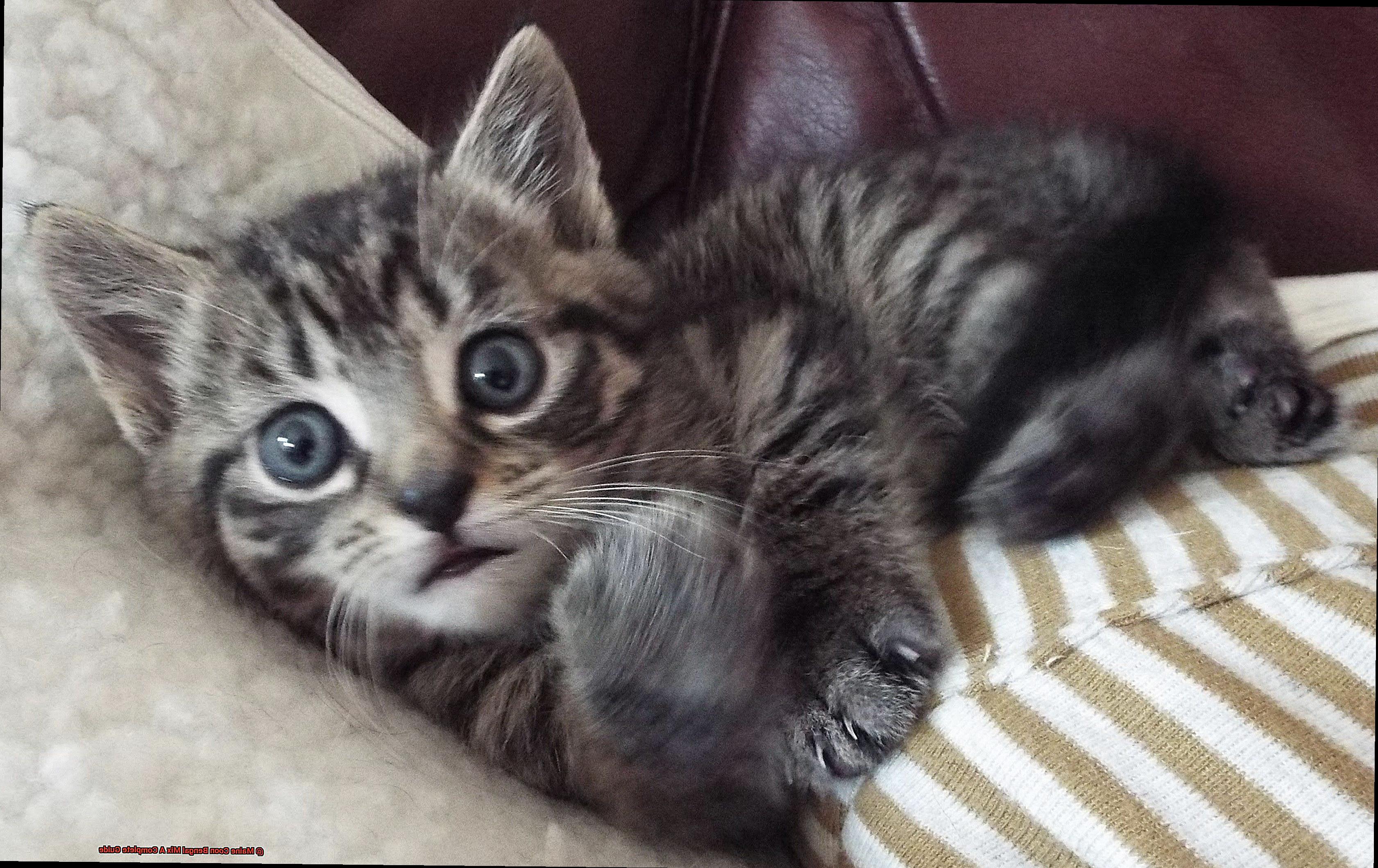 Maine Coon Bengal Mix A Complete Guide-2
