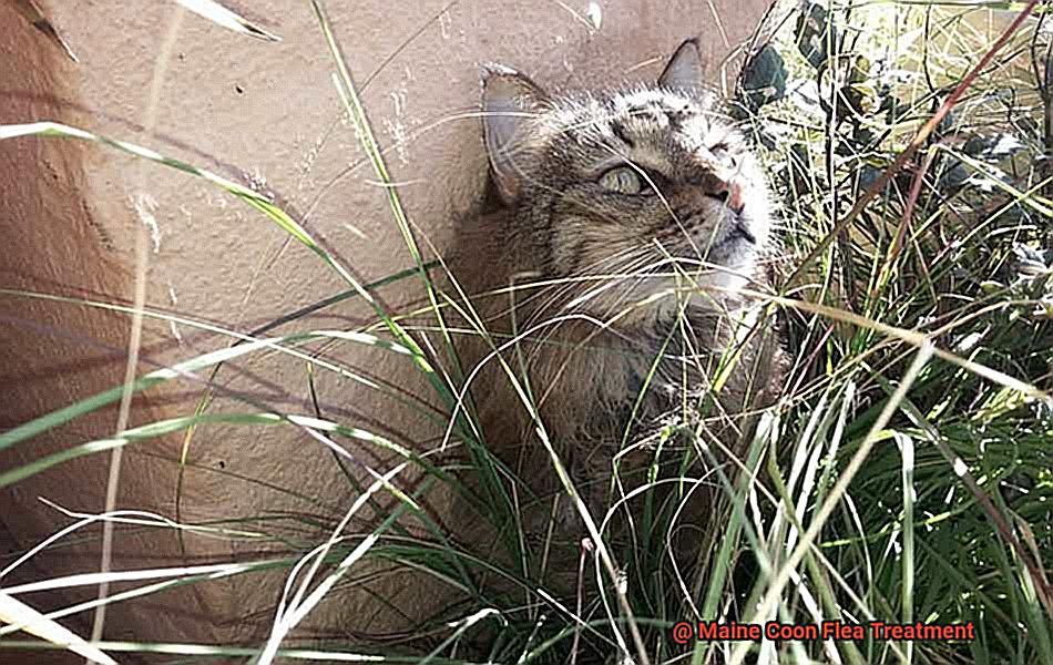Maine Coon Flea Treatment-3