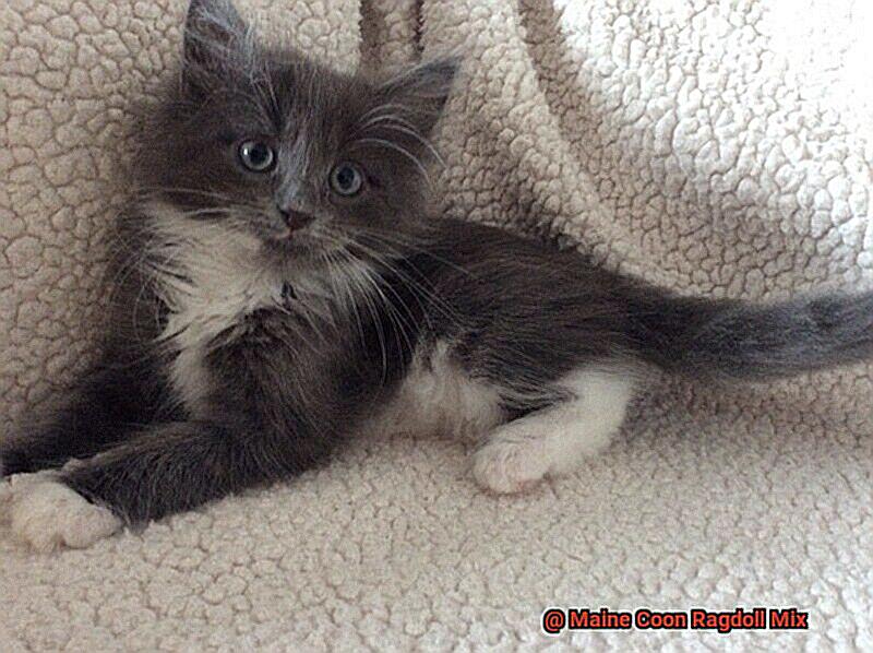 Maine Coon Ragdoll Mix?