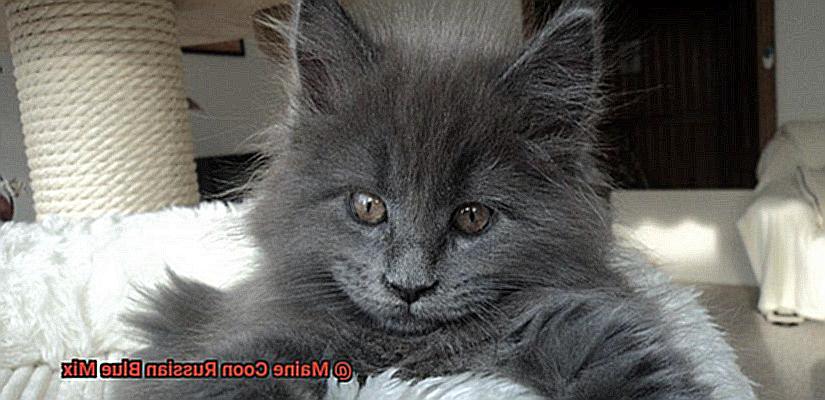 Maine Coon Russian Blue Mix-4
