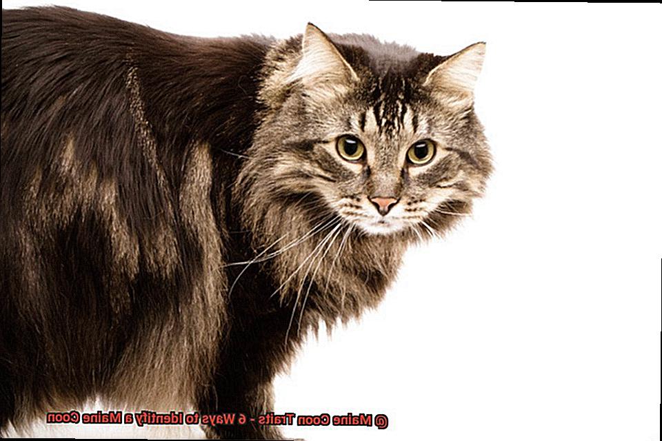 Maine Coon Traits - 6 Ways to Identify a Maine Coon-2