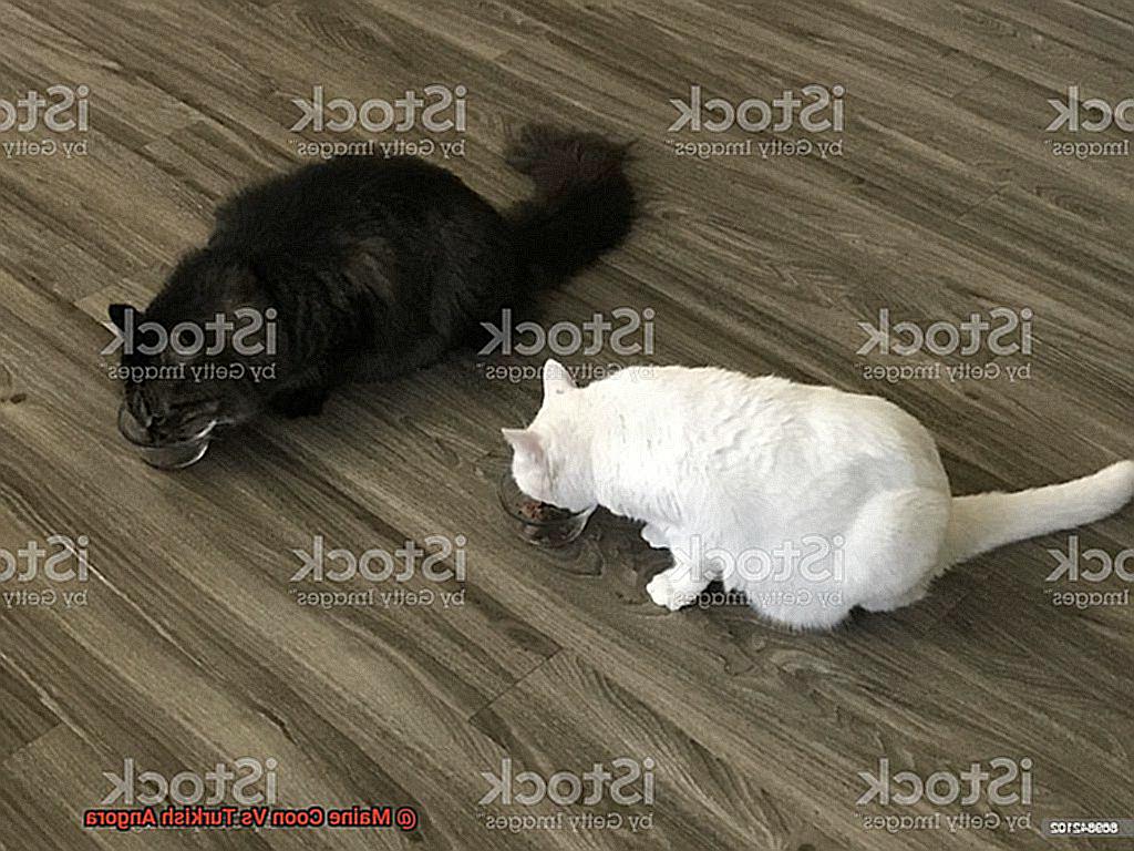 Maine Coon Vs Turkish Angora-2