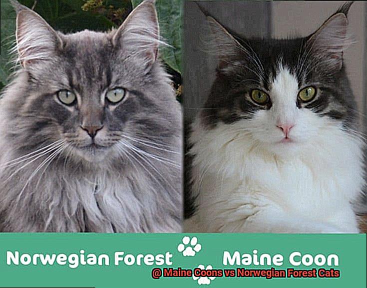 Maine Coons vs Norwegian Forest Cats-4