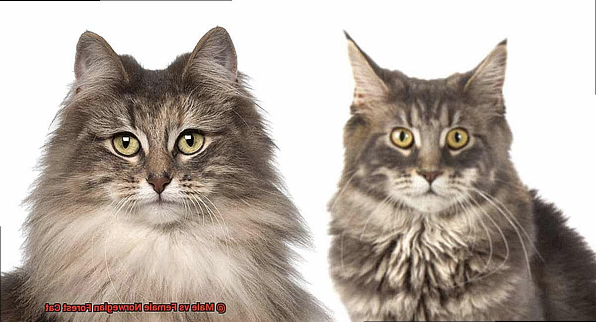 Male vs Female Norwegian Forest Cat-2