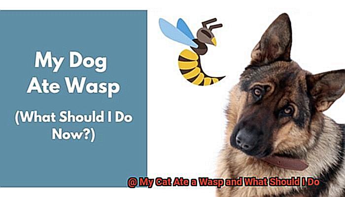 My Cat Ate a Wasp and What Should I Do-3