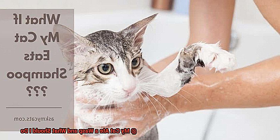 My Cat Ate a Wasp and What Should I Do-6