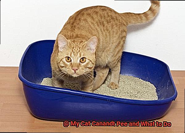 My Cat Canandt Pee and What to Do-3