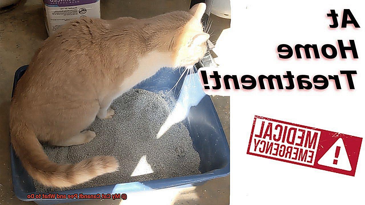 My Cat Canandt Pee and What to Do-2