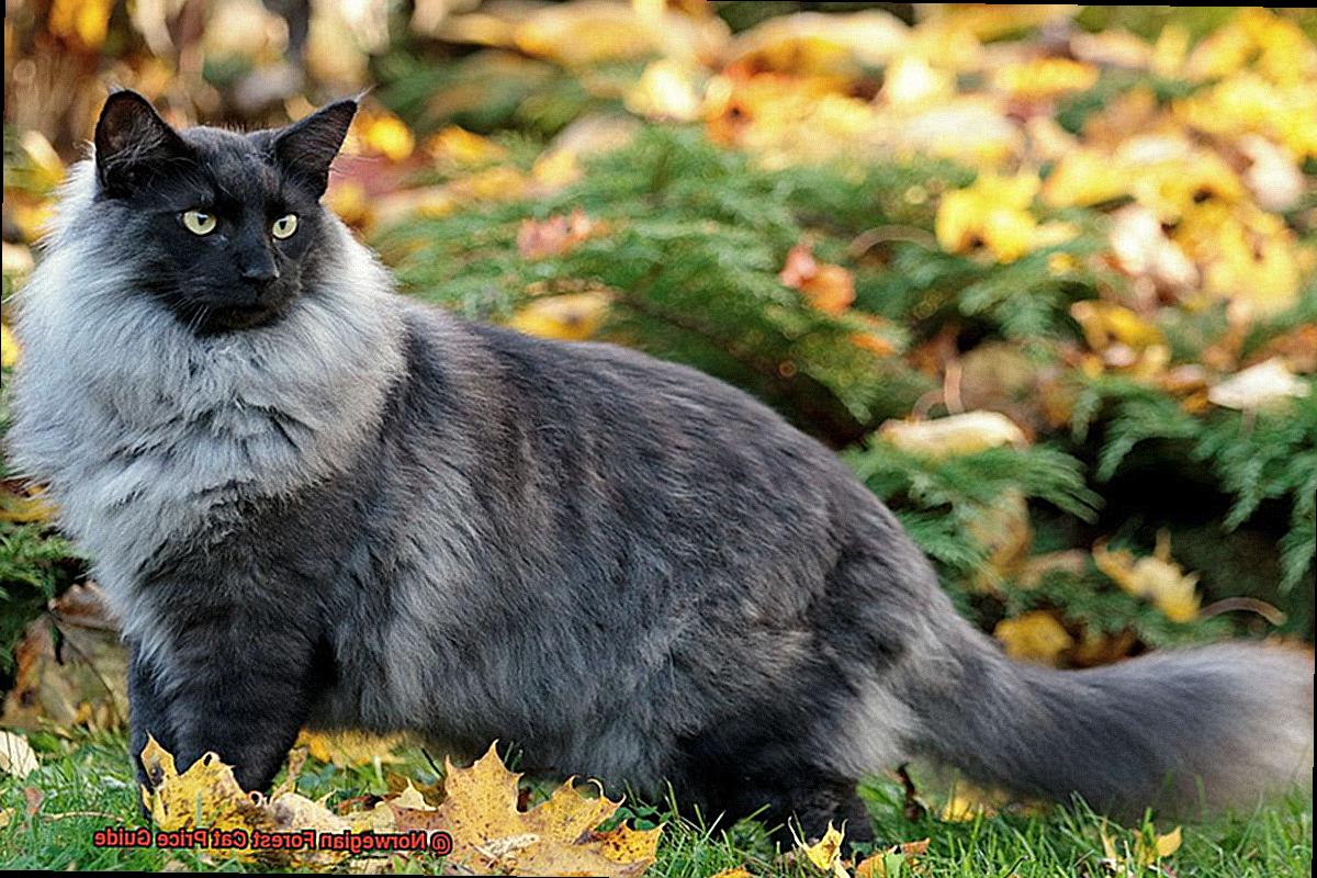 Norwegian Forest Cat Price Guide?
