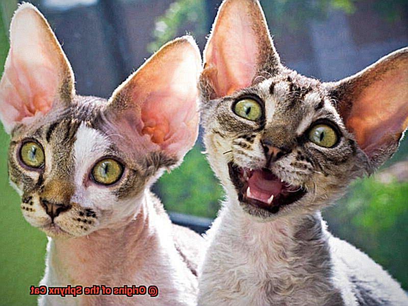 Origins of the Sphynx Cat-3