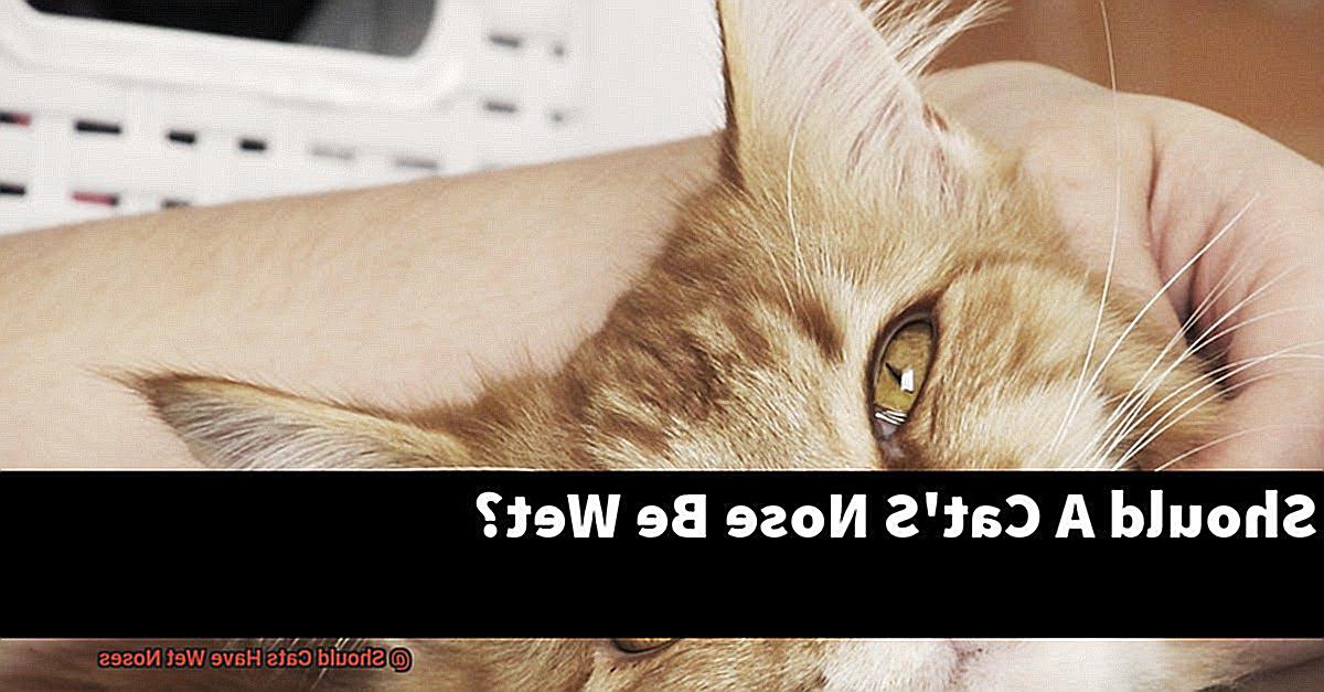 Should Cats Have Wet Noses-3