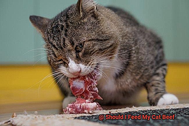 Should I Feed My Cat Beef-4
