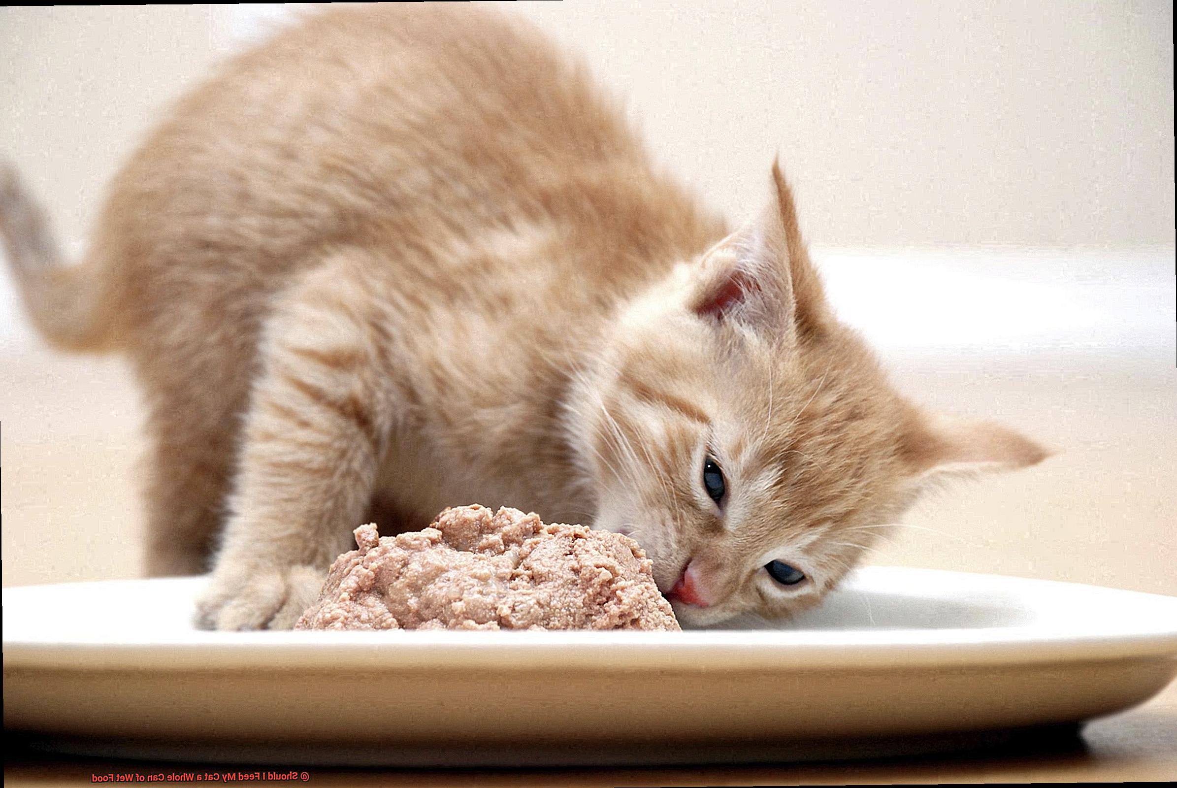 Should I Feed My Cat a Whole Can of Wet Food-5
