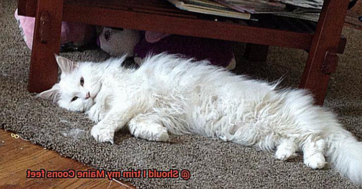 Should I trim my Maine Coons feet-4