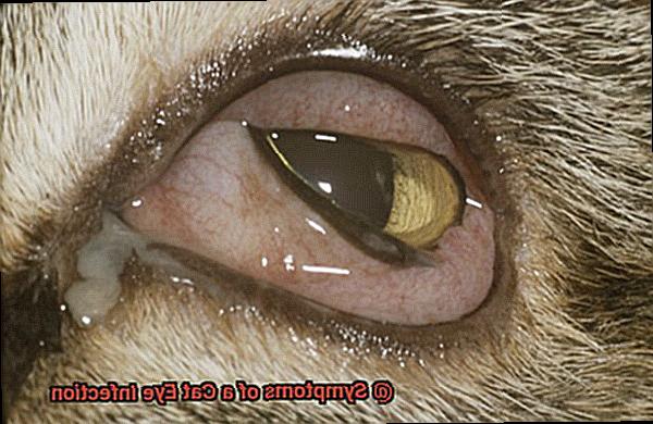 Symptoms of a Cat Eye Infection-2