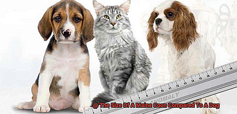 The Size Of A Maine Coon Compared To A Dog-5