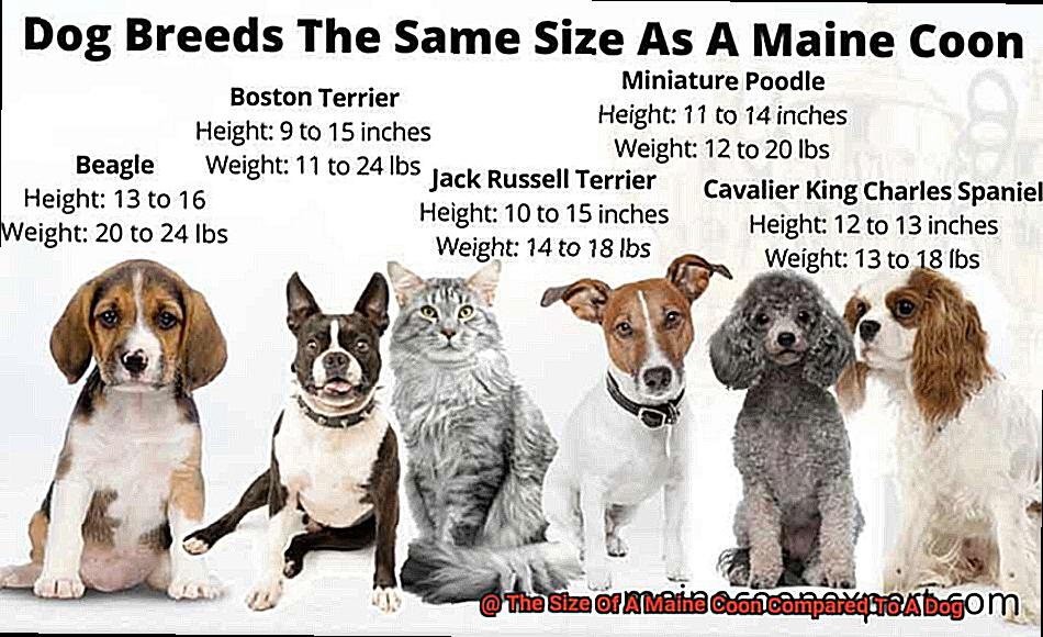 The Size Of A Maine Coon Compared To A Dog-3