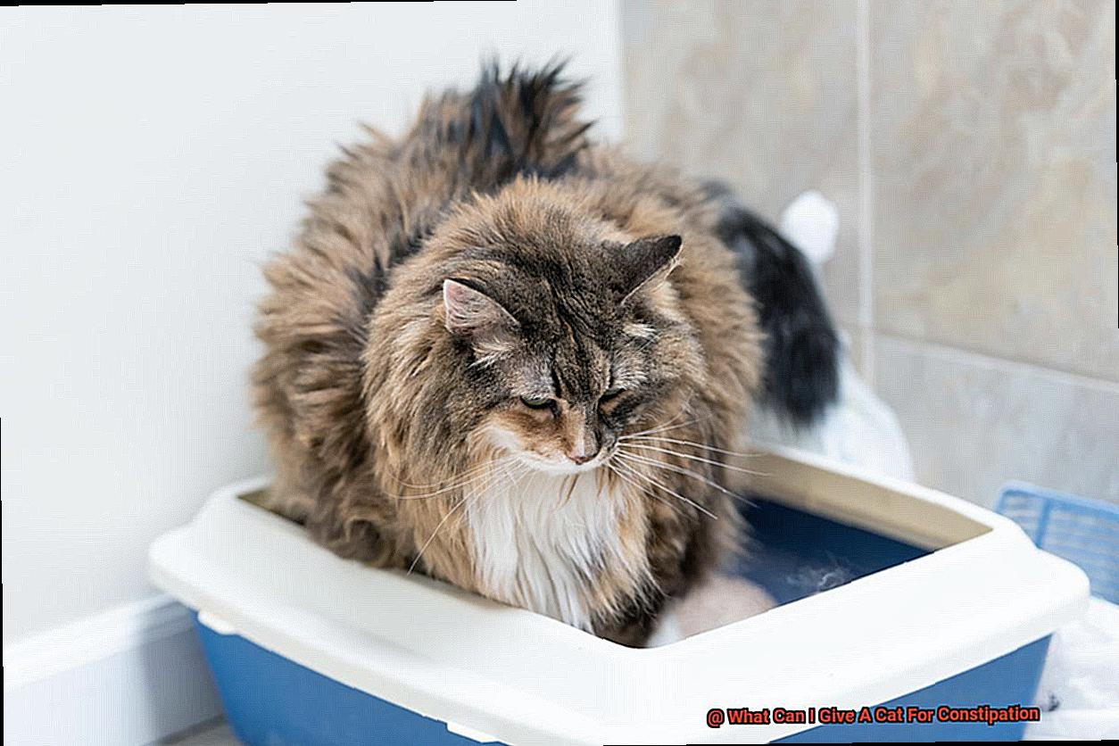 What Can I Give A Cat For Constipation-2